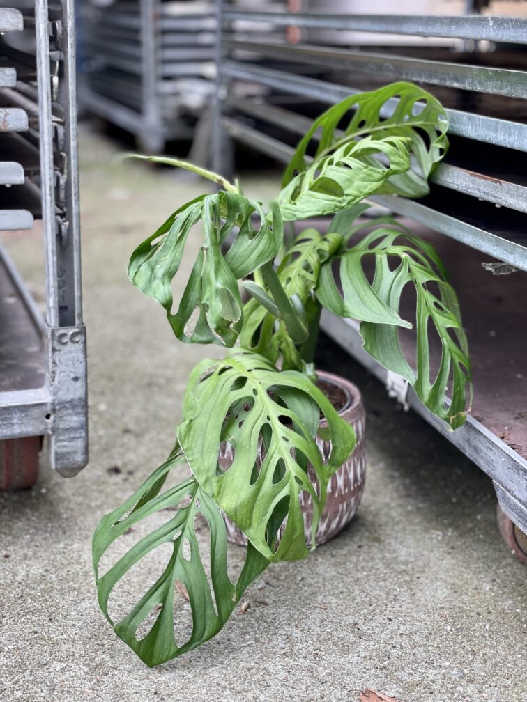 Zdjęcie rosliny doniczkowej Monstera Esqueleto, ujęcie 3