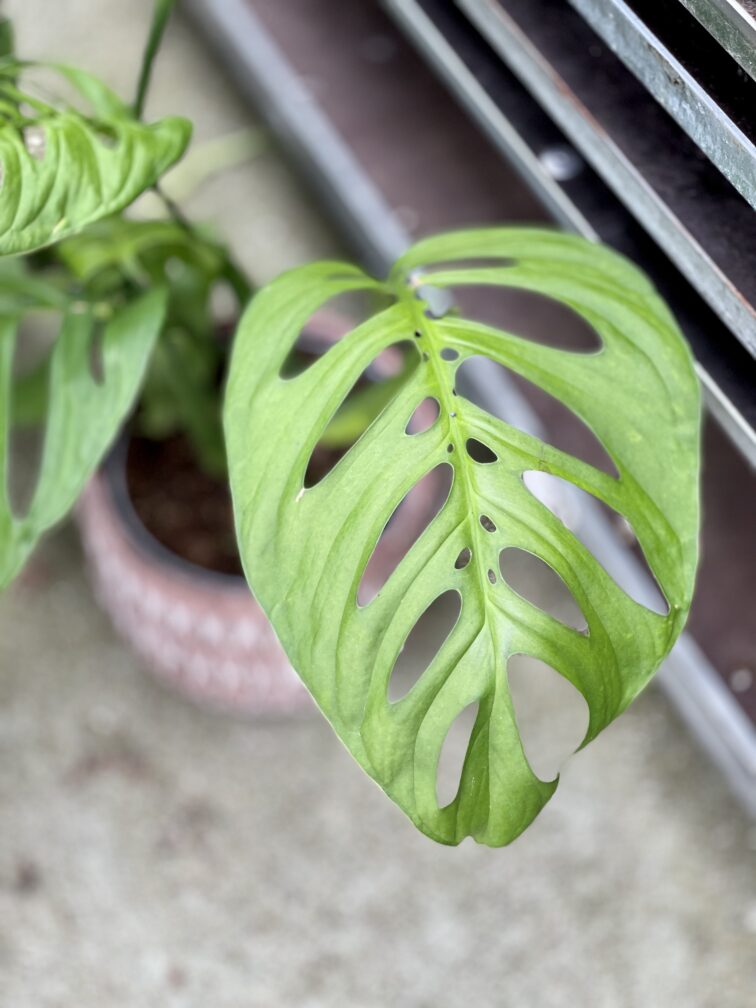 Zdjęcie rosliny doniczkowej Monstera Esqueleto, ujęcie 4