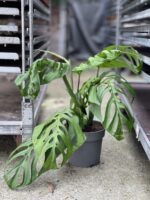 Zdjęcie rosliny doniczkowej Monstera Esqueleto, ujęcie 5