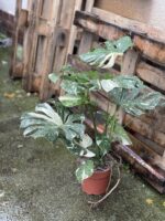 Zdjęcie rosliny doniczkowej Monstera Thai Constellation 21x100 nr1, ujęcie 2