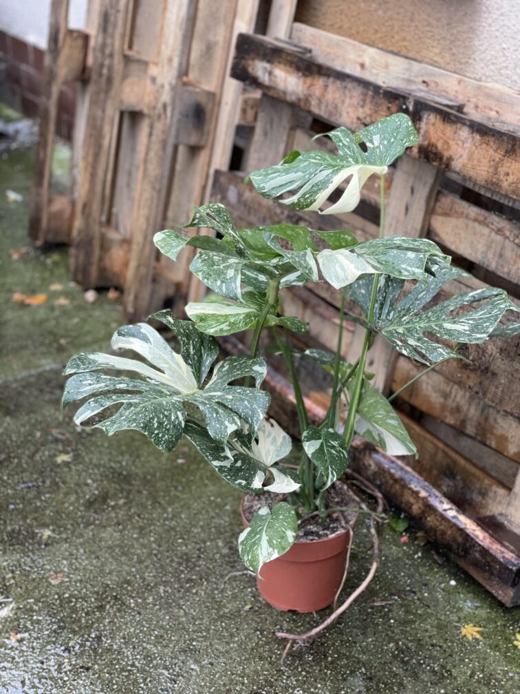 Zdjęcie rosliny doniczkowej Monstera Thai Constellation 21x100 nr1, ujęcie 2