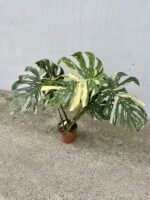 Zdjęcie rosliny doniczkowej Monstera Thai Constellation 21x100 nr2, ujęcie 1