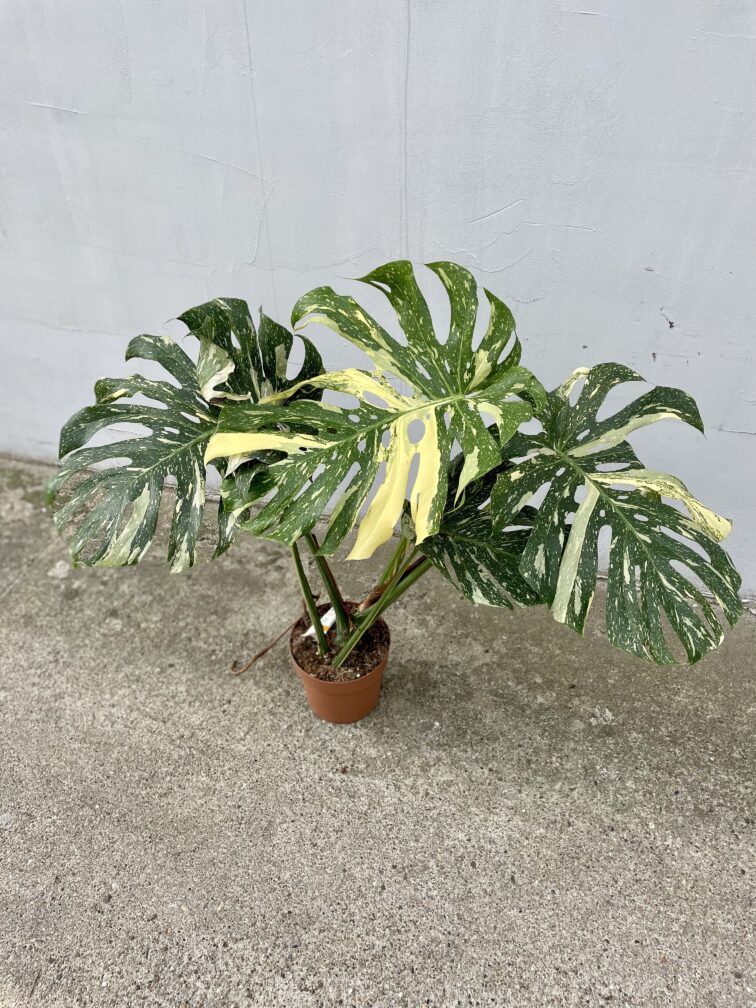 Zdjęcie rosliny doniczkowej Monstera Thai Constellation 21x100 nr2, ujęcie 1