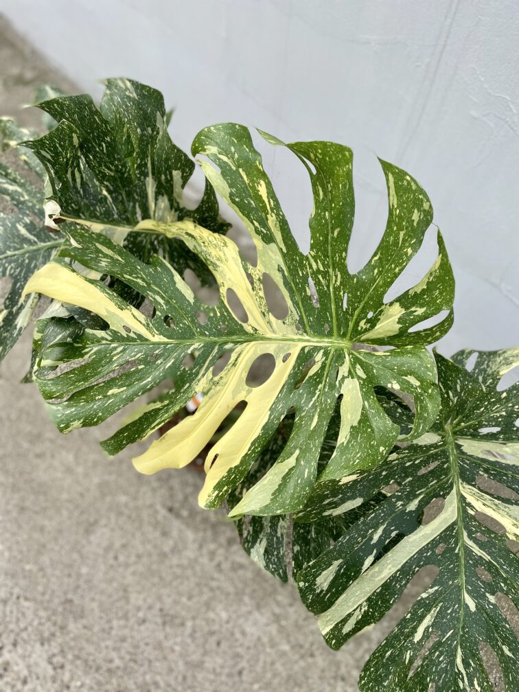 Zdjęcie rosliny doniczkowej Monstera Thai Constellation 21x100 nr2, ujęcie 2