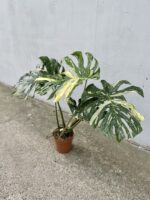 Zdjęcie rosliny doniczkowej Monstera Thai Constellation 21x100 nr2, ujęcie 3