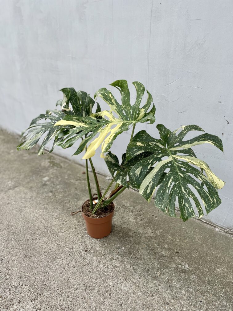 Zdjęcie rosliny doniczkowej Monstera Thai Constellation 21x100 nr2, ujęcie 3