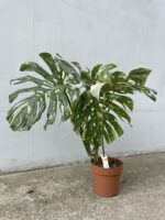 Zdjęcie rosliny doniczkowej Monstera Thai Constellation 21x100 nr3, ujęcie 1