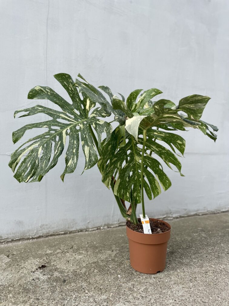 Zdjęcie rosliny doniczkowej Monstera Thai Constellation 21x100 nr3, ujęcie 1