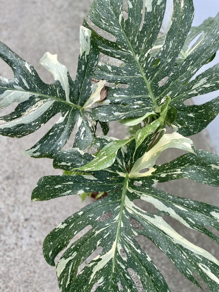 Zdjęcie rosliny doniczkowej Monstera Thai Constellation 21x100 nr3, ujęcie 2