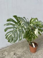 Zdjęcie rosliny doniczkowej Monstera Thai Constellation 21x100 nr3, ujęcie 3