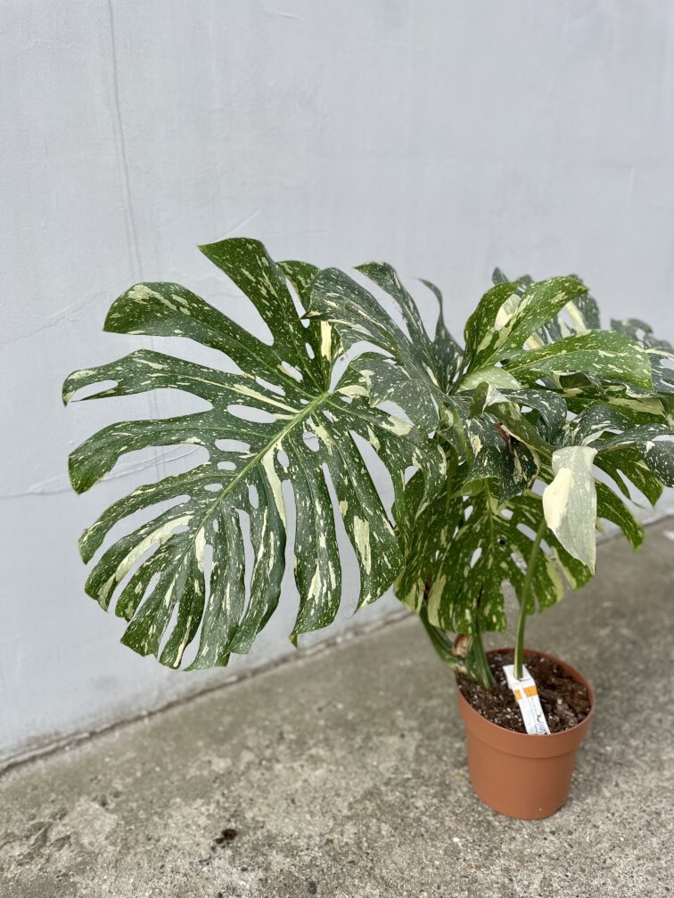 Zdjęcie rosliny doniczkowej Monstera Thai Constellation 21x100 nr3, ujęcie 3