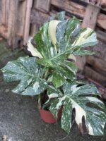 Zdjęcie rosliny doniczkowej Monstera Thai Constellation, ujęcie 1