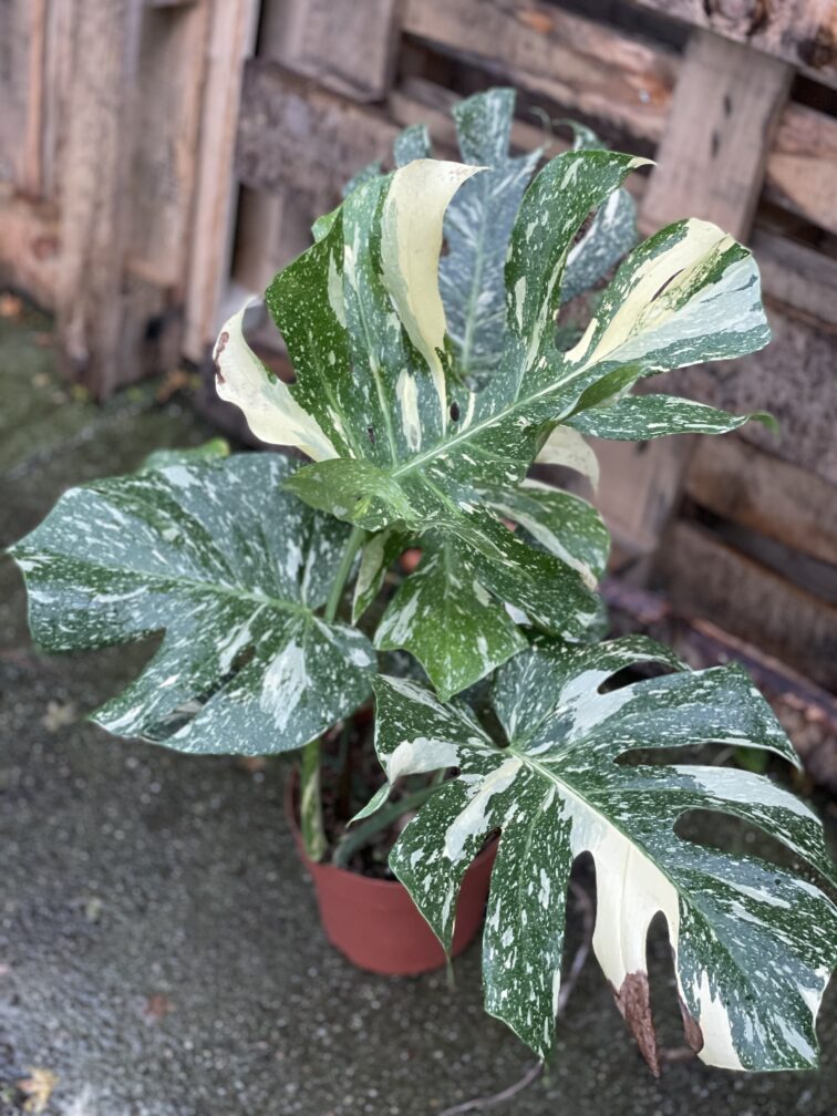 Zdjęcie rosliny doniczkowej Monstera Thai Constellation, ujęcie 1