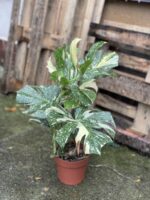 Zdjęcie rosliny doniczkowej Monstera Thai Constellation, ujęcie 2