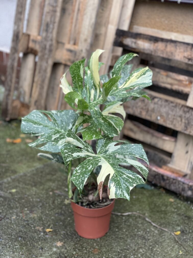 Zdjęcie rosliny doniczkowej Monstera Thai Constellation, ujęcie 2