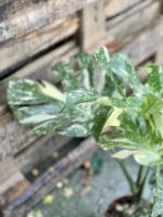Zdjęcie rosliny doniczkowej Monstera Thai Constellation, ujęcie 3