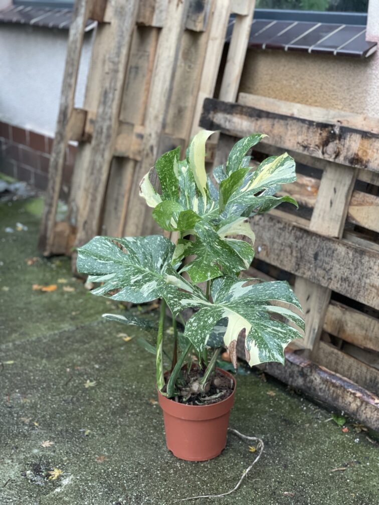 Zdjęcie rosliny doniczkowej Monstera Thai Constellation, ujęcie 4