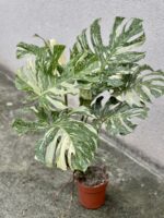 Zdjęcie rosliny doniczkowej Monstera Thai Constellation nr 1, ujęcie 1