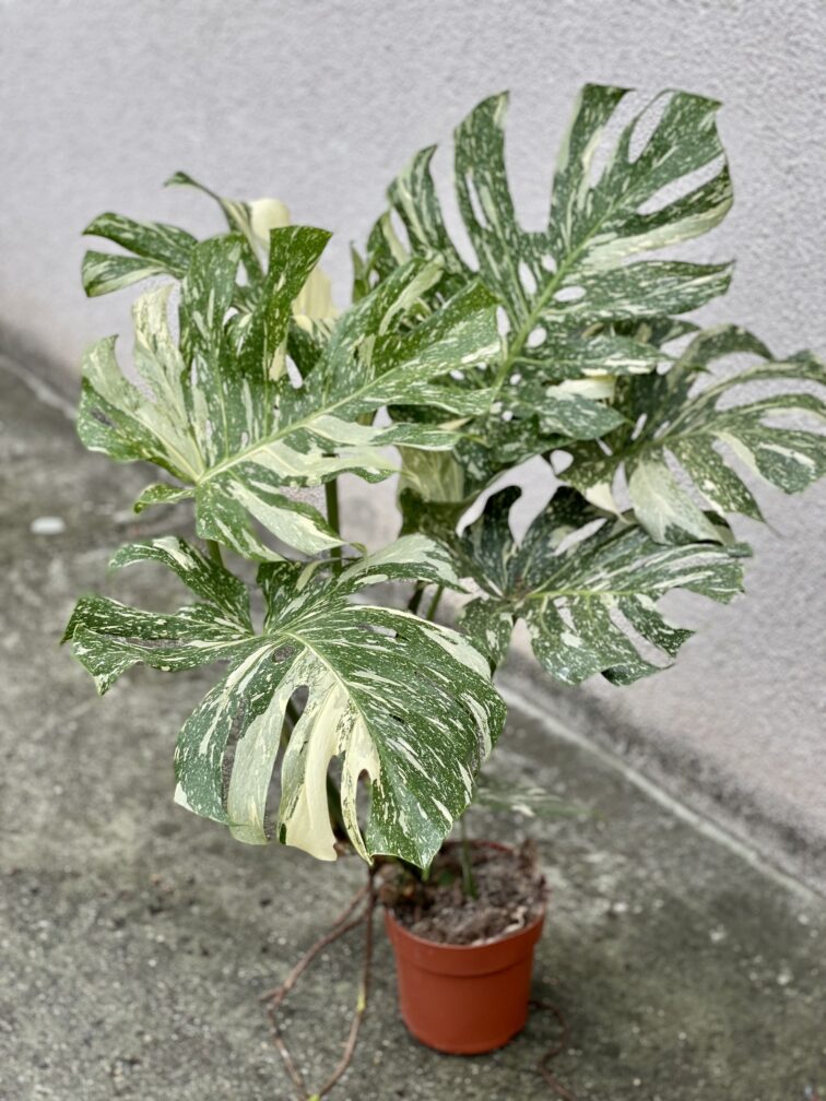 Zdjęcie rosliny doniczkowej Monstera Thai Constellation nr 1, ujęcie 1