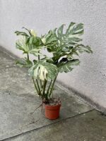 Zdjęcie rosliny doniczkowej Monstera Thai Constellation nr 1, ujęcie 2