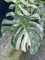 Zdjęcie rosliny doniczkowej Monstera Thai Constellation nr 1, ujęcie 3