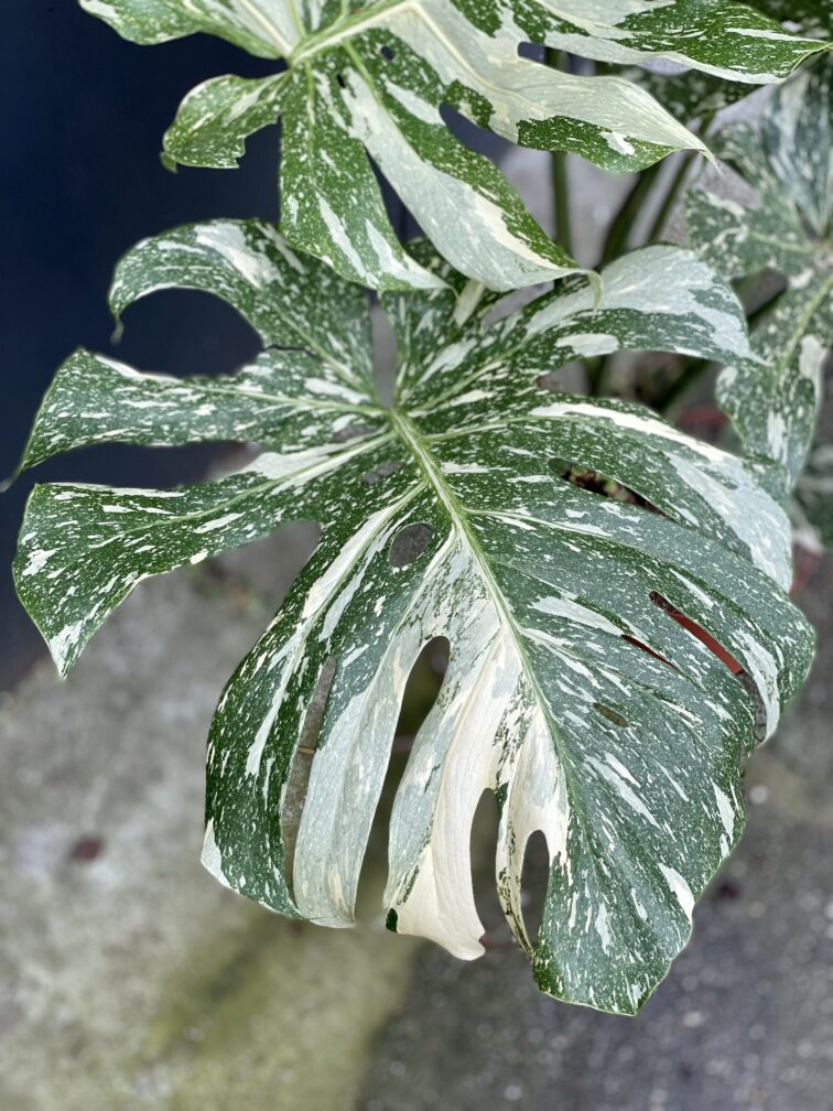 Zdjęcie rosliny doniczkowej Monstera Thai Constellation nr 1, ujęcie 3