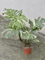 Zdjęcie rosliny doniczkowej Monstera Thai Constellation nr 2, ujęcie 1