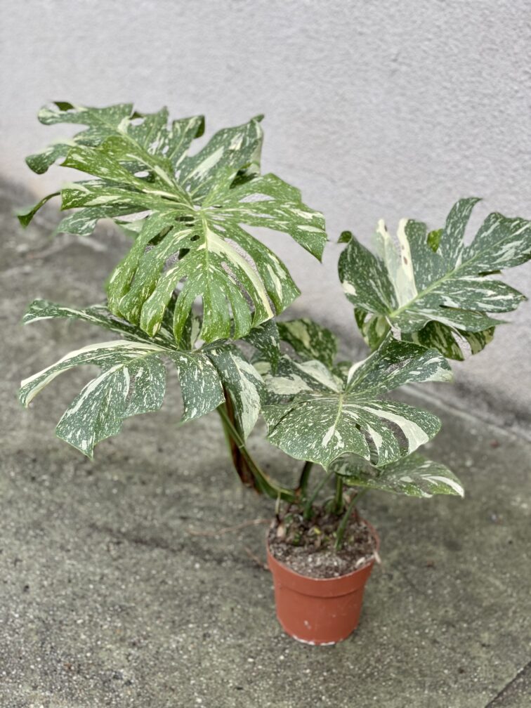 Zdjęcie rosliny doniczkowej Monstera Thai Constellation nr 2, ujęcie 1