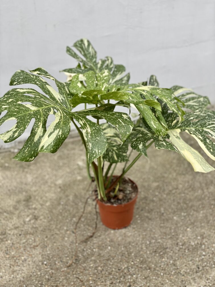 Zdjęcie rosliny doniczkowej Monstera Thai Constellation nr 2, ujęcie 3