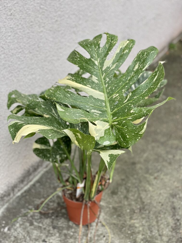 Zdjęcie rosliny doniczkowej Monstera Thai Constellation nr 3, ujęcie 1