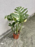 Zdjęcie rosliny doniczkowej Monstera Thai Constellation nr 3, ujęcie 2