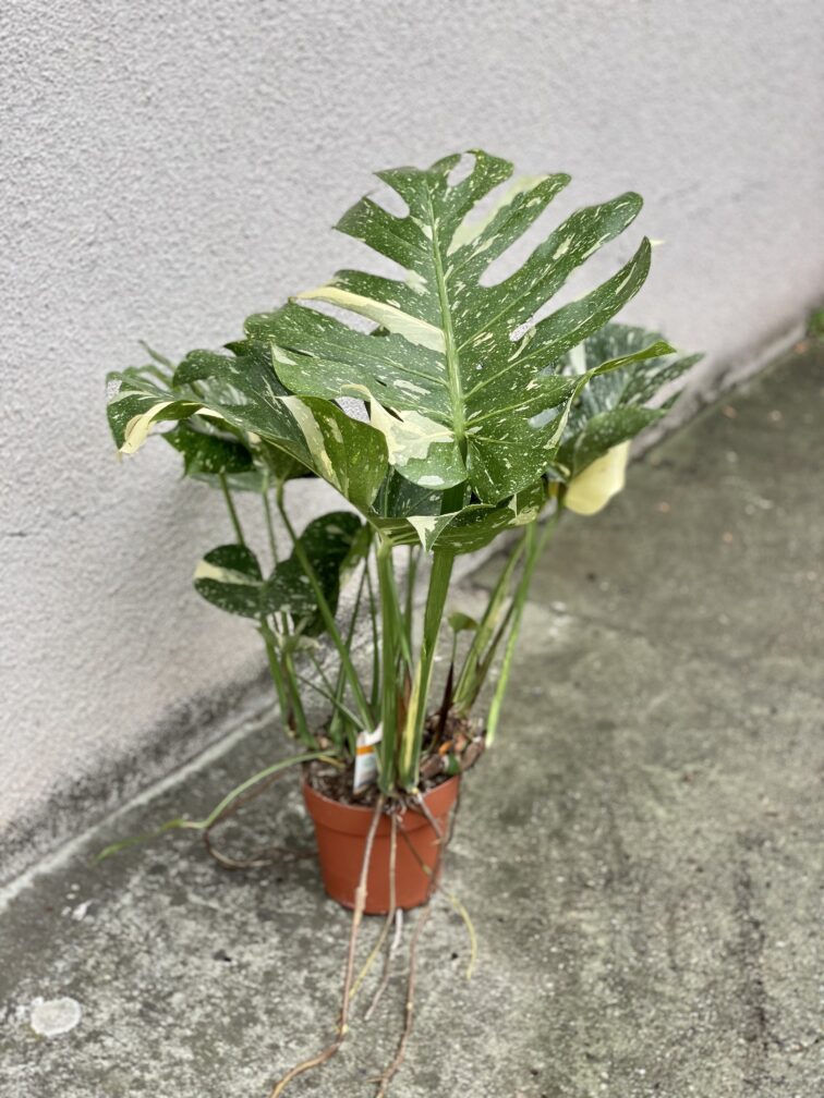 Zdjęcie rosliny doniczkowej Monstera Thai Constellation nr 3, ujęcie 2