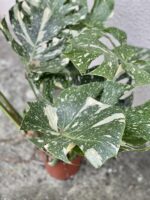 Zdjęcie rosliny doniczkowej Monstera Thai Constellation nr 3, ujęcie 3
