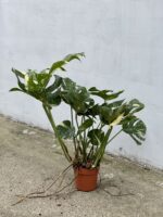 Zdjęcie rosliny doniczkowej Monstera Thai Constellation nr 3, ujęcie 4