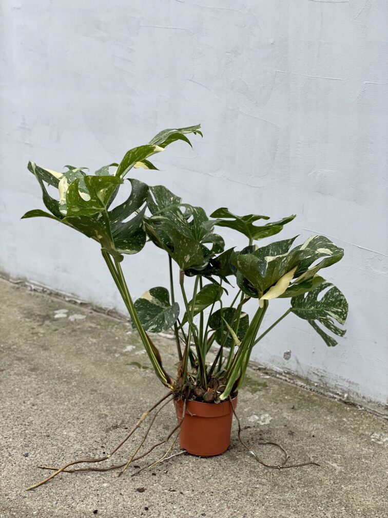 Zdjęcie rosliny doniczkowej Monstera Thai Constellation nr 3, ujęcie 4