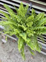 Zdjęcie rosliny doniczkowej Nephrolepis Green Moment, ujęcie 1