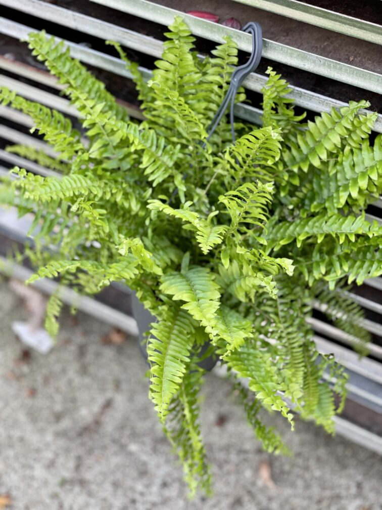 Zdjęcie rosliny doniczkowej Nephrolepis Green Moment, ujęcie 1