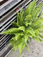Zdjęcie rosliny doniczkowej Nephrolepis Green Moment, ujęcie 2