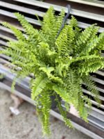 Zdjęcie rosliny doniczkowej Nephrolepis Green Moment, ujęcie 3