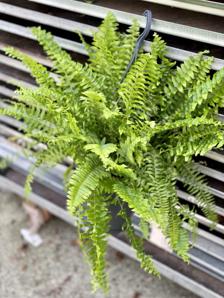 Zdjęcie rosliny doniczkowej Nephrolepis Green Moment, ujęcie 3