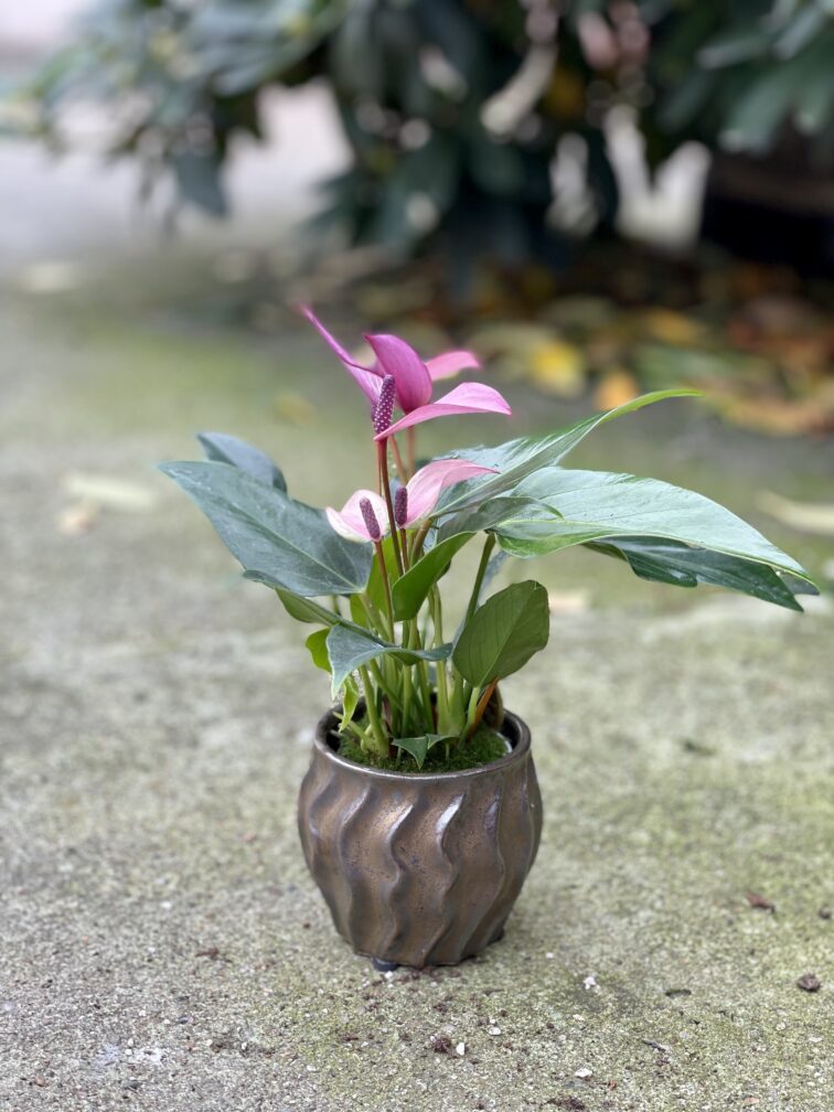 Zdjęcie doniczki lub oslonki: Osłonka barchan 8 × 9 cm, ujęcie 2