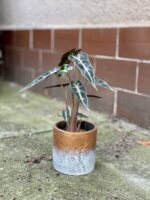Zdjęcie doniczki lub oslonki: Osłonka Bronze 9 × 11 cm, ujęcie 2