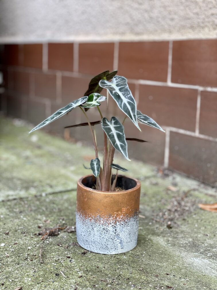 Zdjęcie doniczki lub oslonki: Osłonka Bronze 9 × 11 cm, ujęcie 2