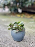 Zdjęcie doniczki lub oslonki: Osłonka crocker Blue 9x8cm, ujęcie 2