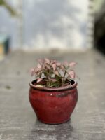 Zdjęcie doniczki lub oslonki: Osłonka crocker Red wine 9x8cm, ujęcie 2