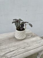 Zdjęcie doniczki lub oslonki: Osłonka czarny Bez 9 × 10 cm, ujęcie 3