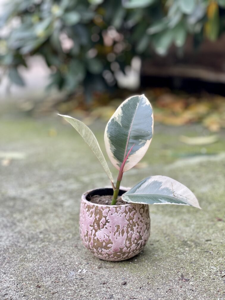 Zdjęcie doniczki lub oslonki: Osłonka drop Pink 7x9cm, ujęcie 2