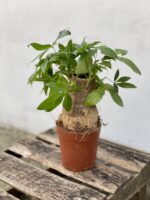 Zdjęcie rosliny doniczkowej Pachira Aquatica (Pachira Wodna), ujęcie 1
