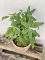 Zdjęcie rosliny doniczkowej Pachira Aquatica (Pachira Wodna), ujęcie 2