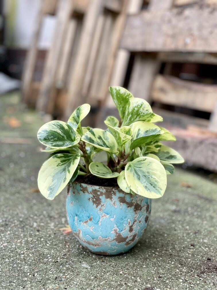 peperomia-obtusifolia-green-gold_14x30-1_1666429428.jpg Zdjęcie rosliny doniczkowej Peperomia obtusifolia Green Gold, ujęcie 1